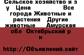 Сельское хозяйство и з/у › Цена ­ 2 500 000 - Все города Животные и растения » Другие животные   . Амурская обл.,Октябрьский р-н